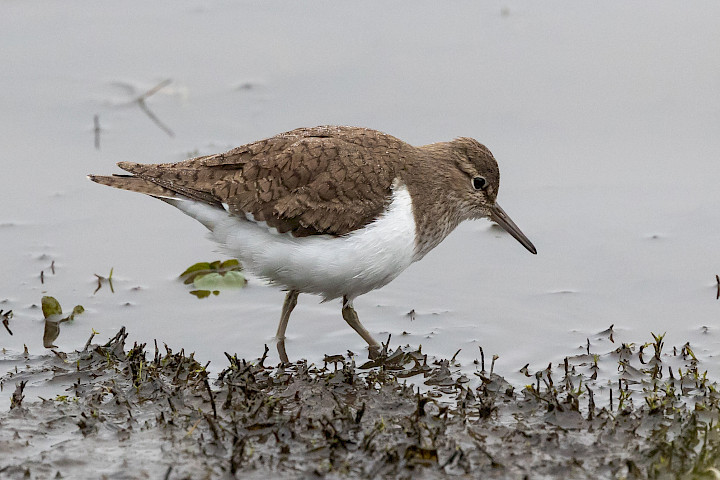 Common Sandpiper , 1/500 sec, f/7.1, 500 mm, ISO 3200