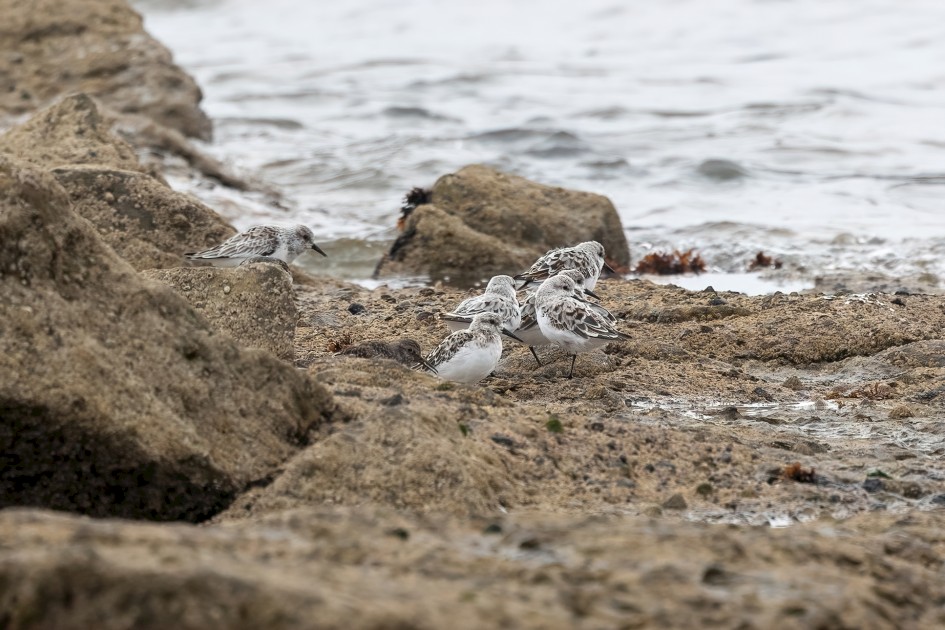 Sanderlings, 1/500 sec, f/7.1, 500 mm, ISO 400