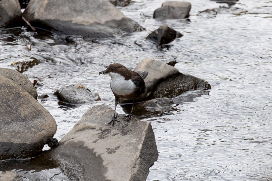Dipper, 1/500 sec, f/7.1, 500 mm, ISO 1600
