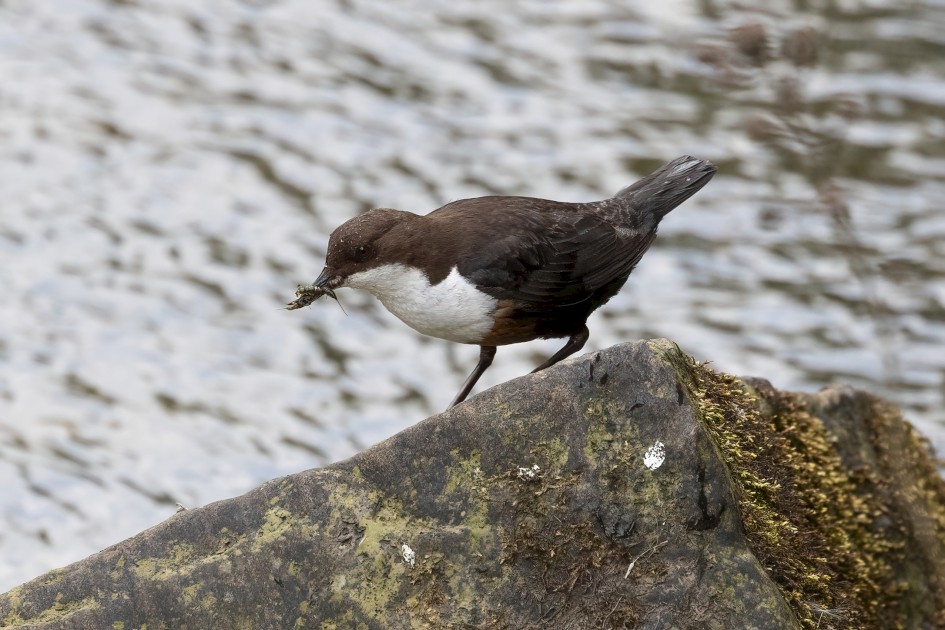 Dipper , 1/500 sec, f/7.1, 500 mm, ISO 2000