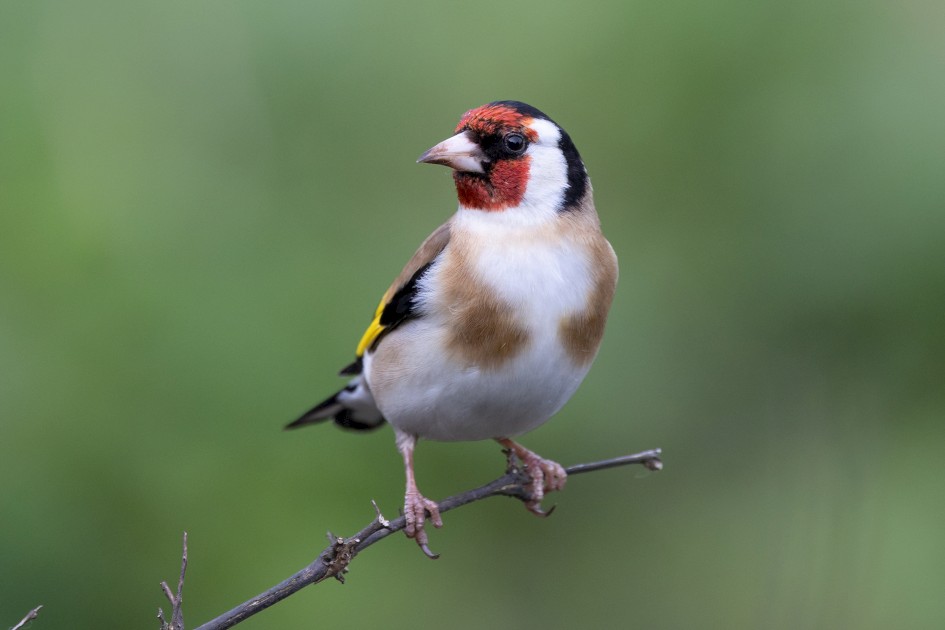 Goldfinch, 1/640 sec, f/7.1, 500 mm, ISO 1250