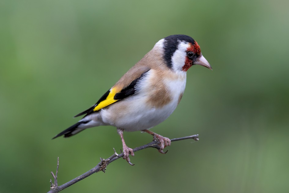 Goldfinch , 1/640 sec, f/7.1, 500 mm, ISO 1250