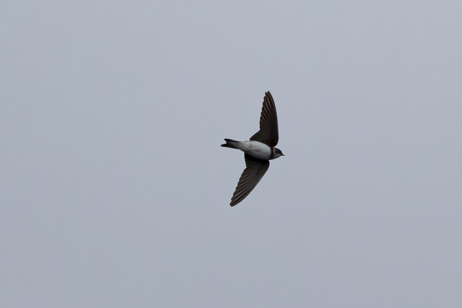 Sand Martin, 1/2500 sec, f/7.1, 500 mm, ISO 1600