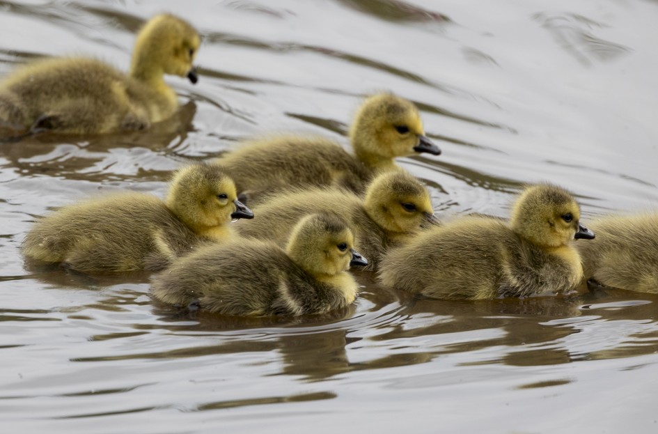 Canada Geese Chicks, 1/640 sec, f/7.1, 500 mm, ISO 250