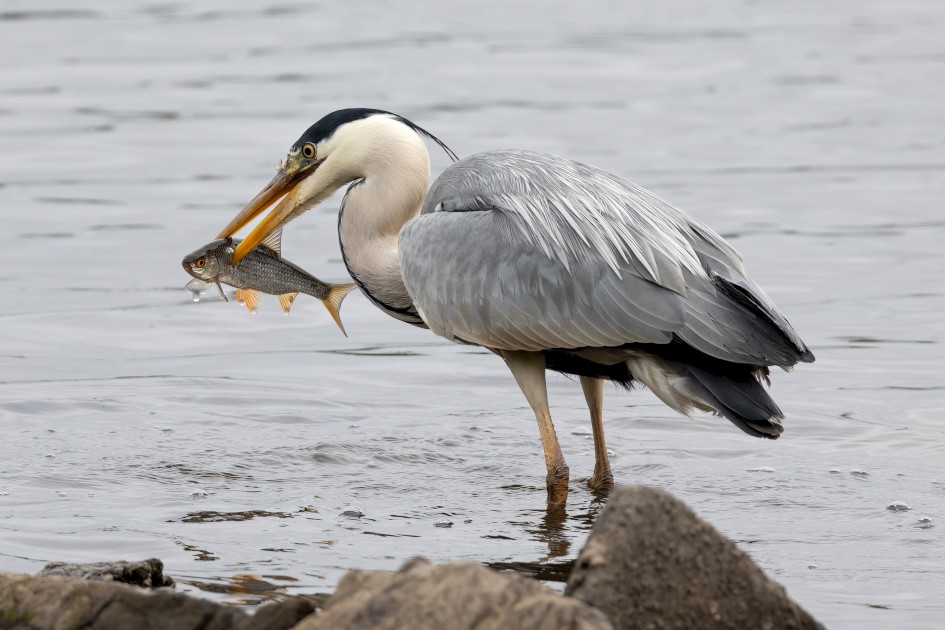 Grey Heron , 1/640 sec, f/7.1, 500 mm, ISO 400