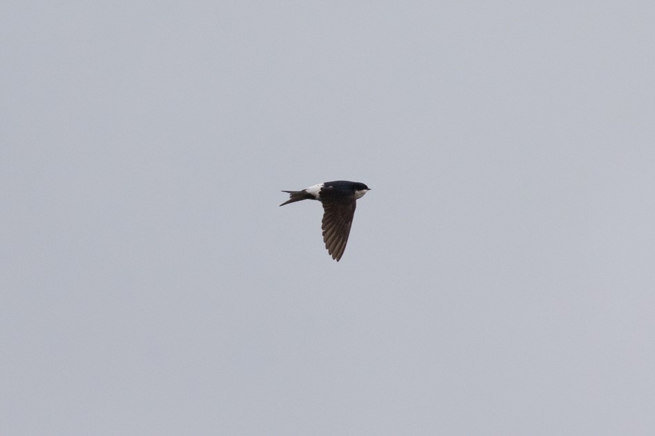 House Martin, 1/2500 sec, f/7.1, 500 mm, ISO 1250
