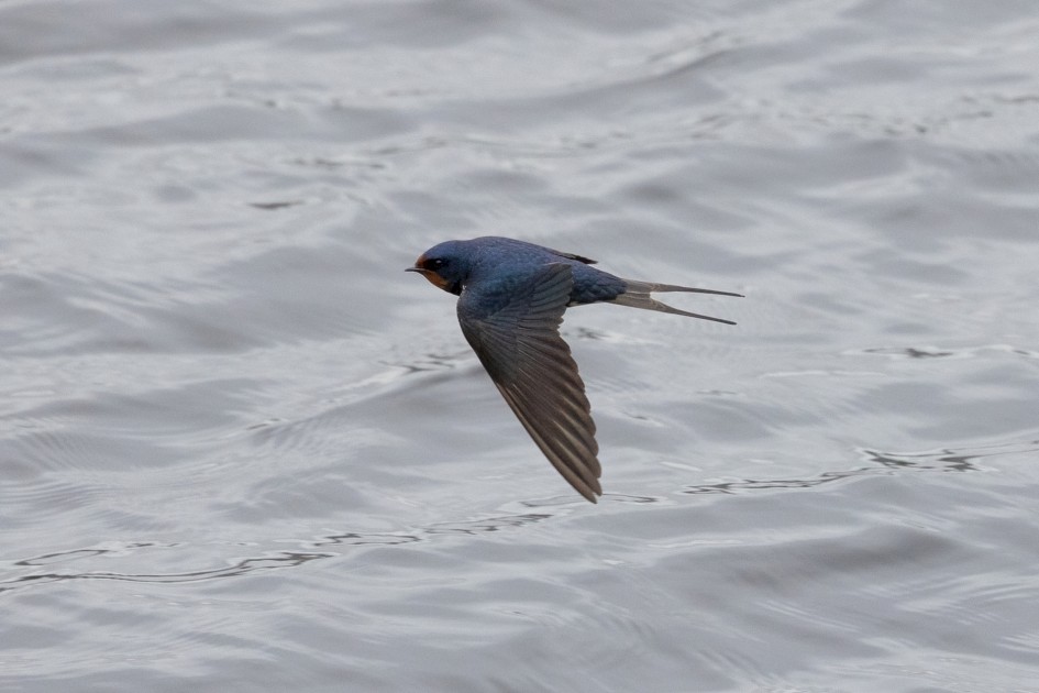 Swallow, 1/2500 sec, f/7.1, 500 mm, ISO 1600