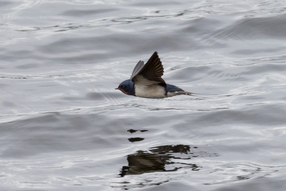 Swallow , 1/2500 sec, f/7.1, 500 mm, ISO 1600