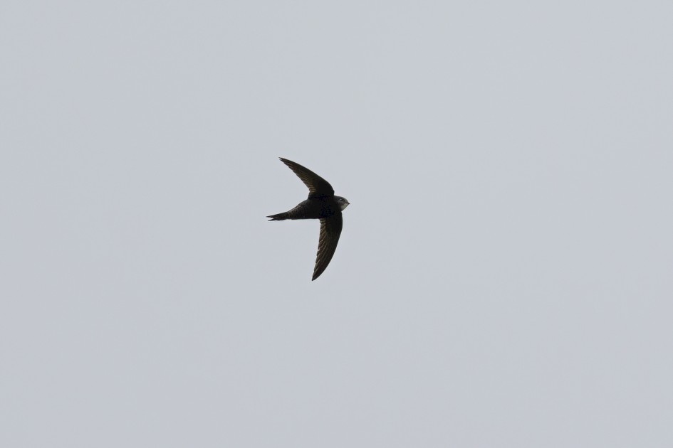 Swift, 1/2000 sec, f/7.1, 500 mm, ISO 640