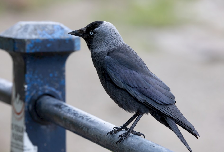 Jackdaw, 1/640 sec, f/7.1, 324 mm, ISO 1600