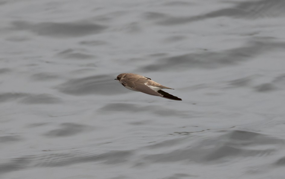 Sand Martin, 1/2000 sec, f/7.1, 500 mm, ISO 2000