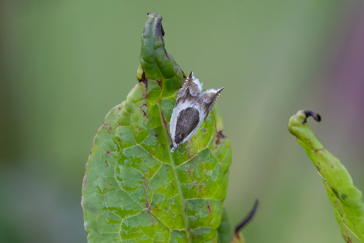 Ancylis Badiana, 1/500 sec, f/7.1, 500 mm, ISO 1250