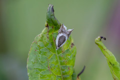 Ancylis Badiana, 1/500 sec, f/7.1, 500 mm, ISO 1250