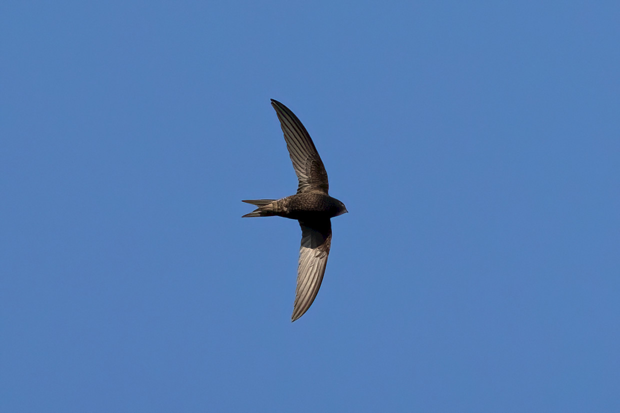Swift, 1/2500 sec, f/7.1, 500 mm, ISO 1000