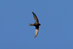 Swift, 1/2500 sec, f/7.1, 500 mm, ISO 1000