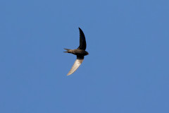 Swift , 1/2500 sec, f/7.1, 500 mm, ISO 1000