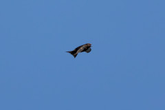 Swift , 1/2500 sec, f/7.1, 500 mm, ISO 1000