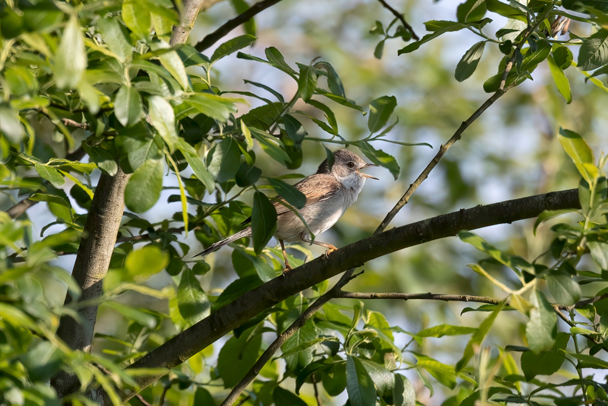 Whitethroat , 1/500 sec, f/7.1, 500 mm, ISO 400
