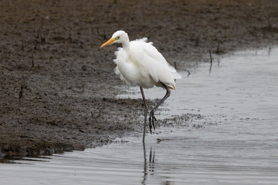 Great White Egret, 1/500 sec, f/7.1, 500 mm, ISO 400