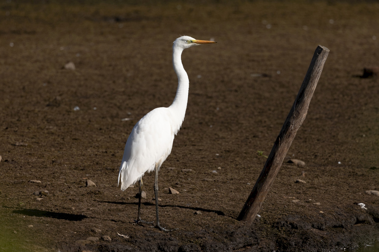 Great White Egret , 1/640 sec, f/7.1, 500 mm, ISO 100
