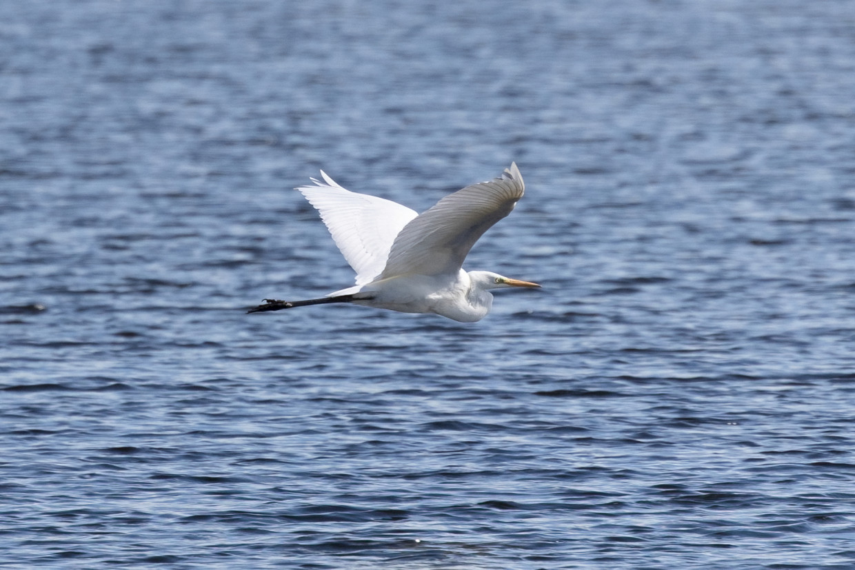 Great White Egret , 1/2000 sec, f/7.1, 500 mm, ISO 800