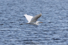 Great White Egret , 1/2000 sec, f/7.1, 500 mm, ISO 800