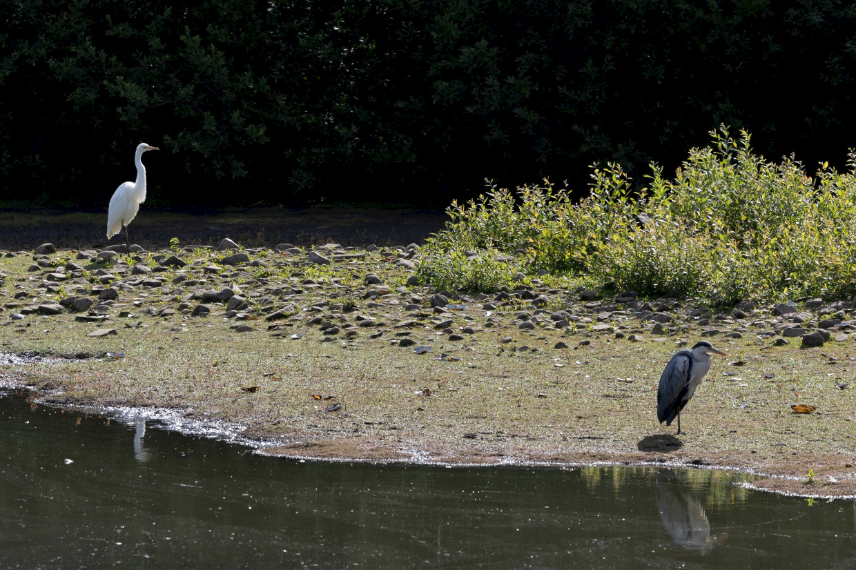 Great White Egret And Grey Heron, 1/640 sec, f/7.1, 270 mm, ISO 200