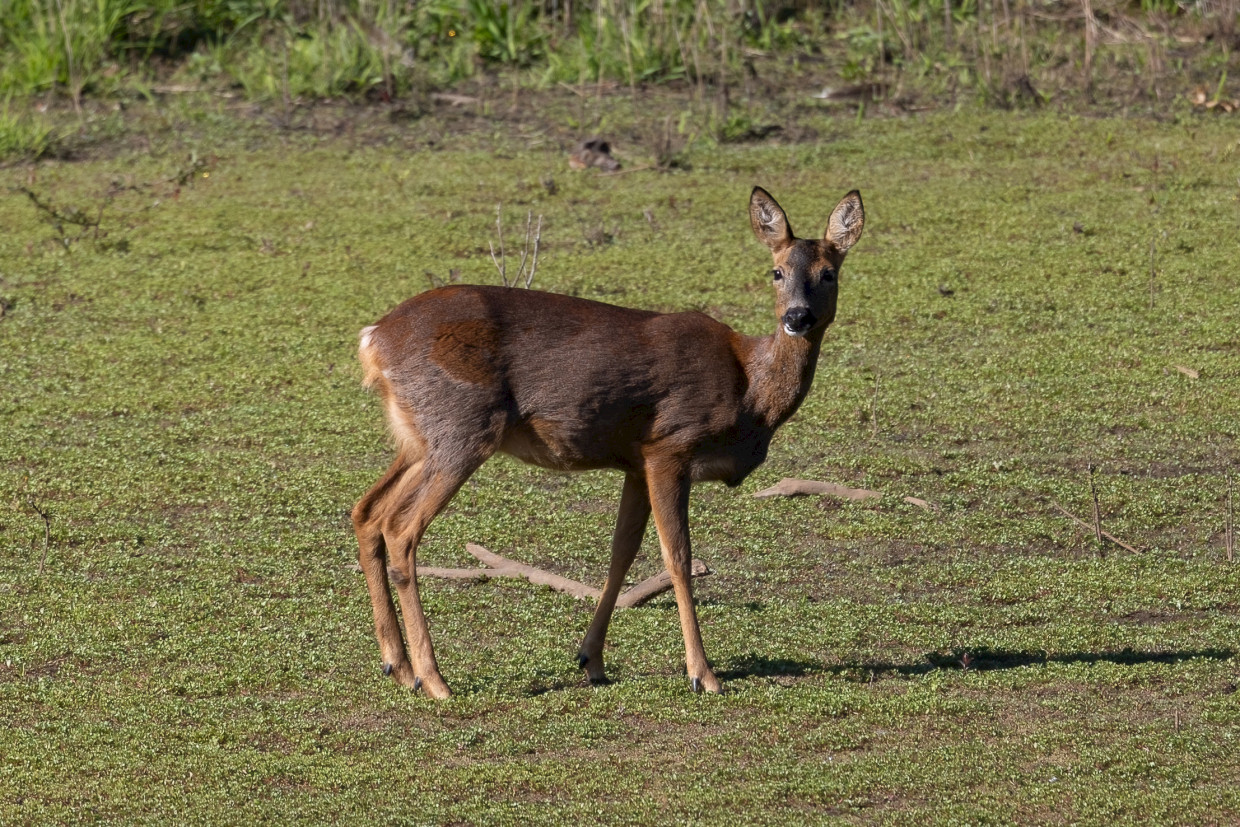 Roe Deer, 1/640 sec, f/7.1, 500 mm, ISO 250