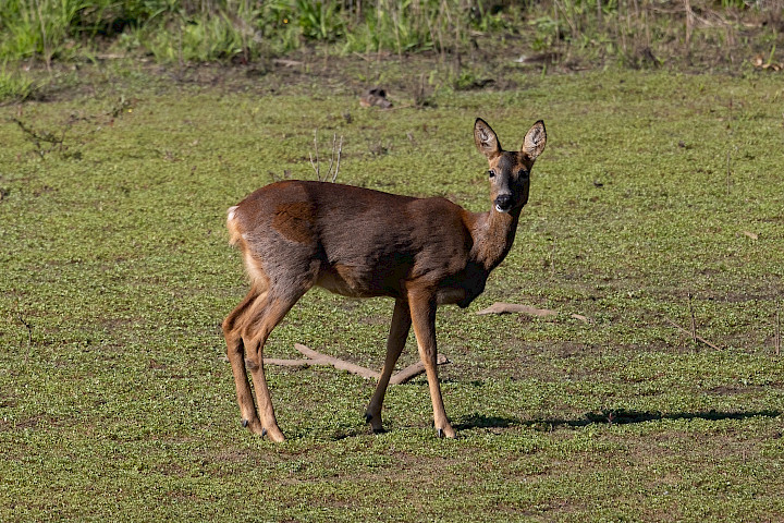 Roe Deer, 1/640 sec, f/7.1, 500 mm, ISO 250