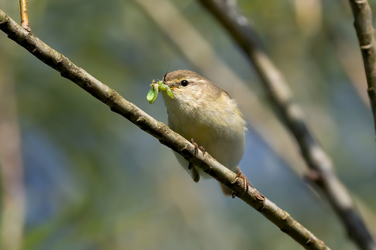 Willow Warbler, 1/640 sec, f/7.1, 500 mm, ISO 250
