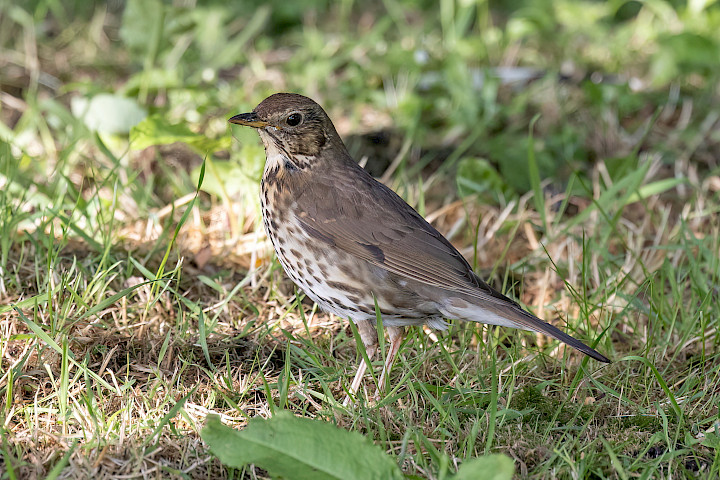 Song Thrush, 1/640 sec, f/7.1, 500 mm, ISO 1600