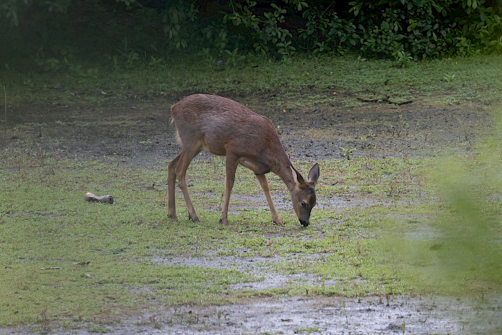 Roe Deer, 1/640 sec, f/7.1, 500 mm, ISO 800