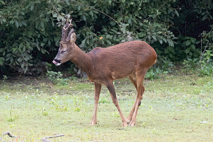 Roe Deer, 1/500 sec, f/7.1, 500 mm, ISO 2000