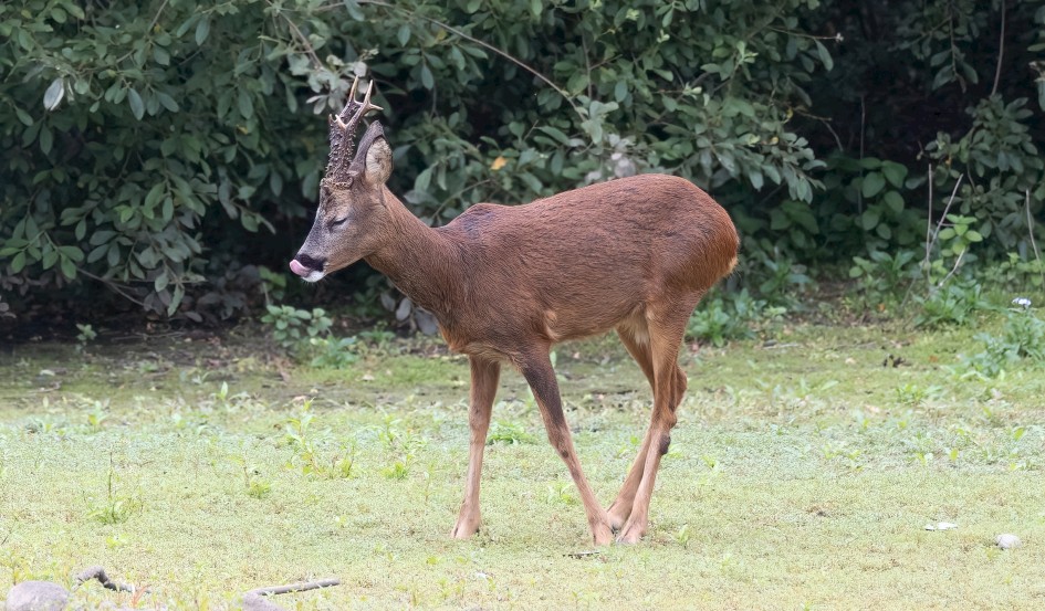 Roe Deer, 1/500 sec, f/7.1, 500 mm, ISO 2000
