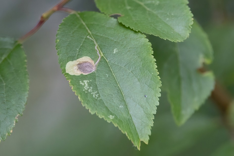 Stigmella Plagicolella Mine, 1/500 sec, f/7.1, 500 mm, ISO 3200