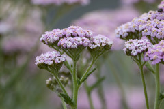 Yarrow, 1/640 sec, f/7.1, 500 mm, ISO 250