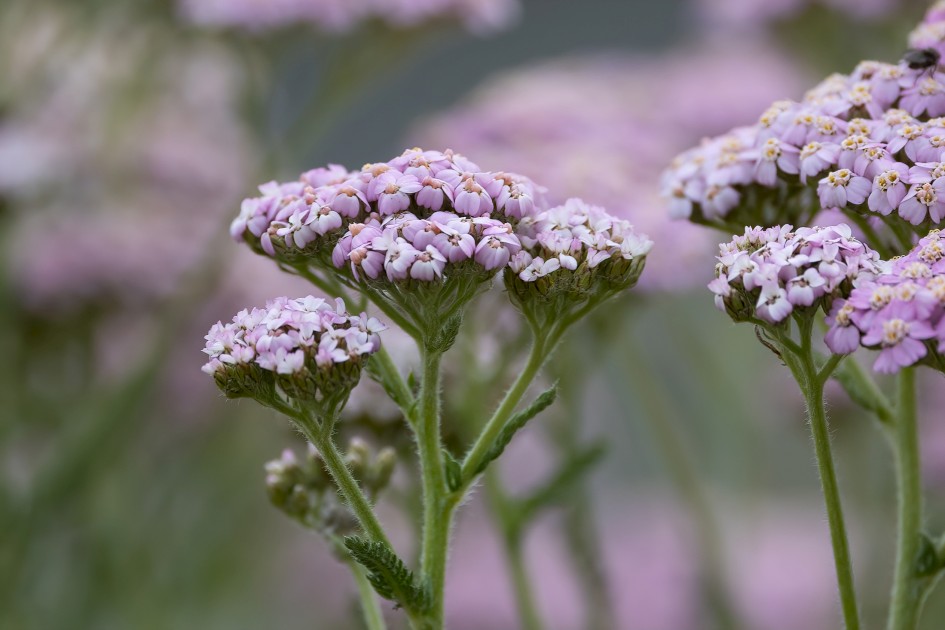 Yarrow, 1/640 sec, f/7.1, 500 mm, ISO 250