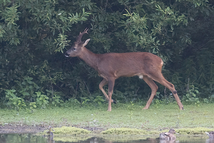 Roe Deer, 1/500 sec, f/7.1, 500 mm, ISO 2000
