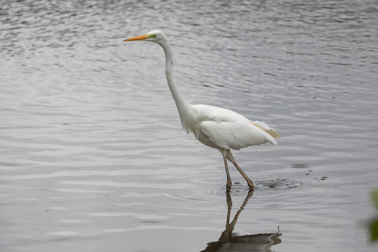 Great Egret, 1/500 sec, f/7.1, 500 mm, ISO 125