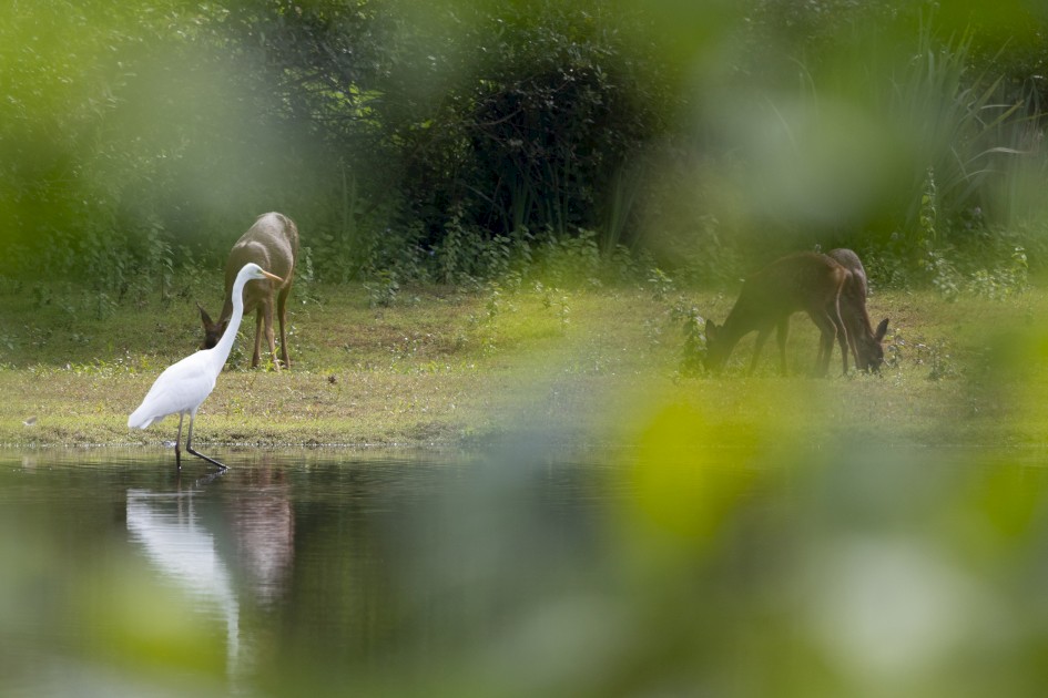 Great Egret And Roe Deer, 1/640 sec, f/7.1, 500 mm, ISO 400