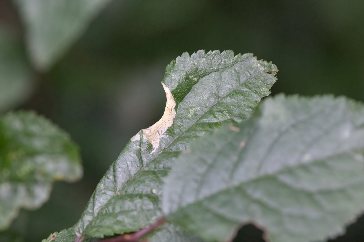 Parornix Finimitella Mine On Blackthorn, 1/500 sec, f/7.1, 500 mm, ISO 8000
