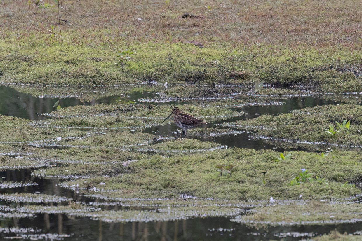 Snipe, 1/640 sec, f/7.1, 500 mm, ISO 800