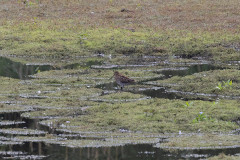 Snipe, 1/640 sec, f/7.1, 500 mm, ISO 800