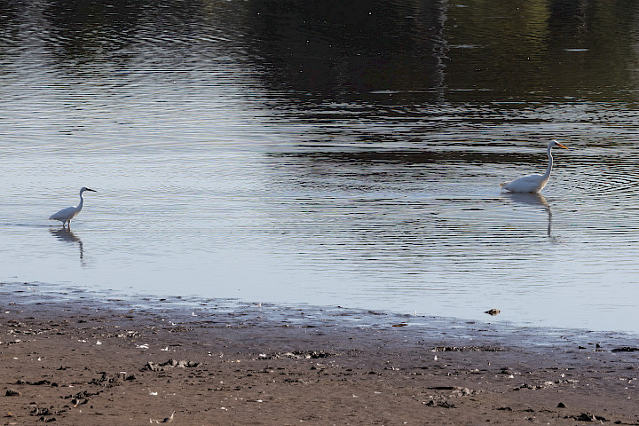 Great White And Little Egret, 1/500 sec, f/11.0, 343 mm, ISO 500