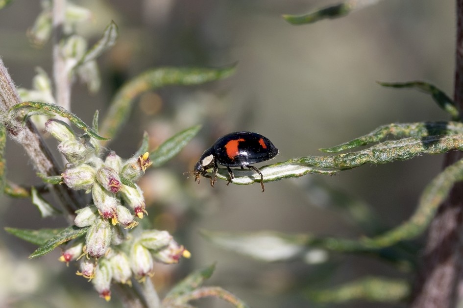 Harlequin Ladybird, 1/640 sec, f/7.1, 500 mm, ISO 160