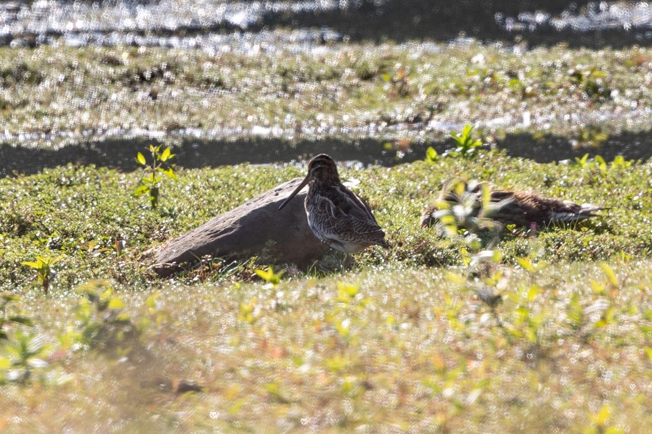 Snipe, 1/500 sec, f/7.1, 500 mm, ISO 250