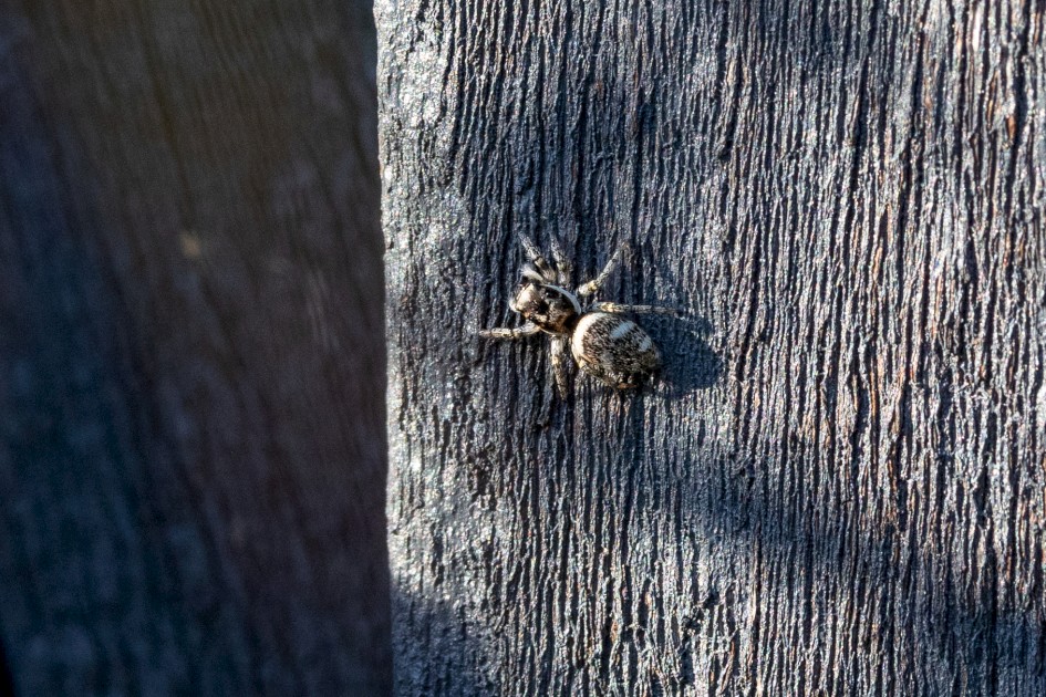 Zebra Jumping Spider, 1/500 sec, f/11.0, 500 mm, ISO 1600