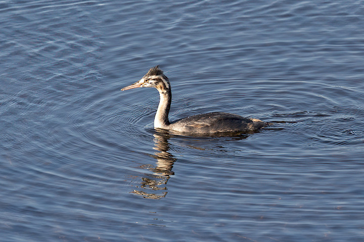 Juv  Great Crested Grebe, 1/500 sec, f/7.1, 500 mm, ISO 320