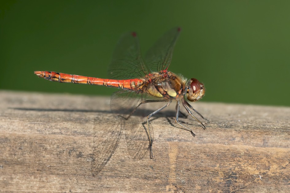 Common Darter, 1/640 sec, f/7.1, 500 mm, ISO 400
