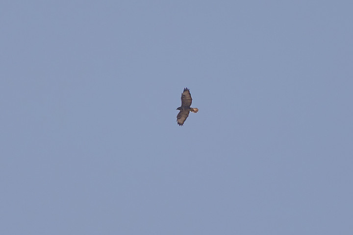 Long-legged Buzzard, 1/1250 sec, f/7.1, 500 mm, ISO 100